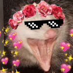 dizzypossum