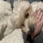 LuneBrookrunner Avatar